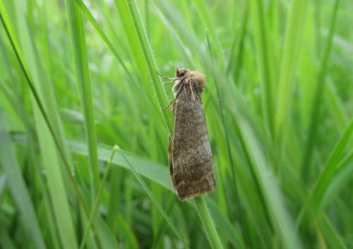 Ochropacha duplaris